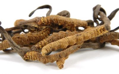 Cordyceps gyógygomba – miért nevezik a Himalája aranyának?