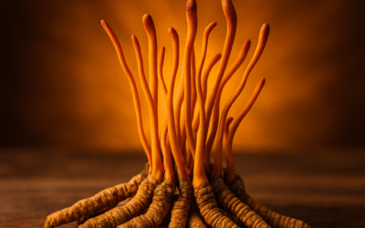 Cordyceps gyógygomba – a természet energiája és vitalitása egy kapszulában