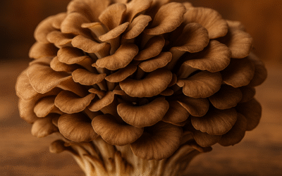 Maitake gyógygomba – a bokrosgomba, amely a hosszú élet titkát rejti